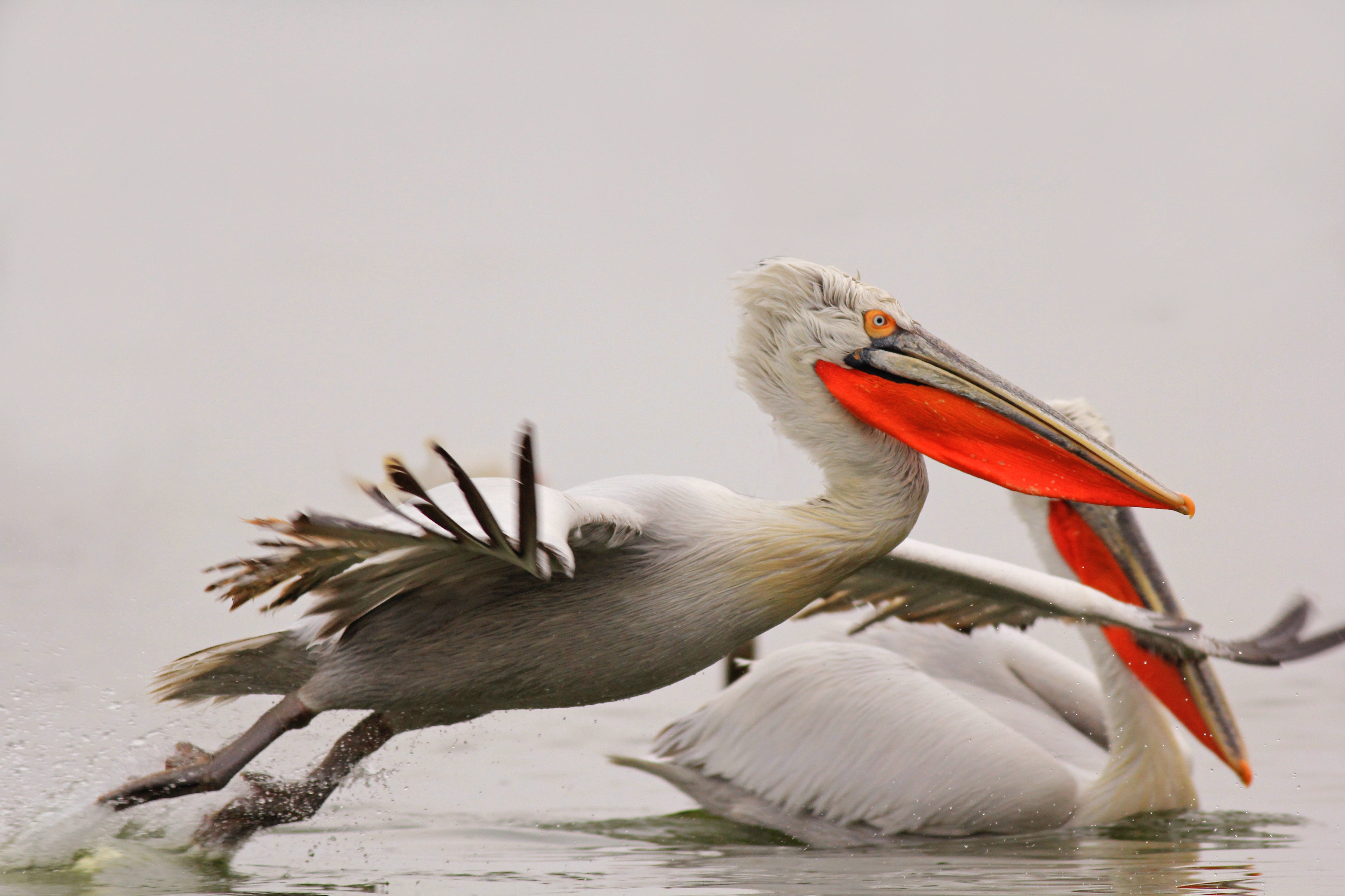 Dalmatian Pelican <em>(Pelecanus crispus)</em>