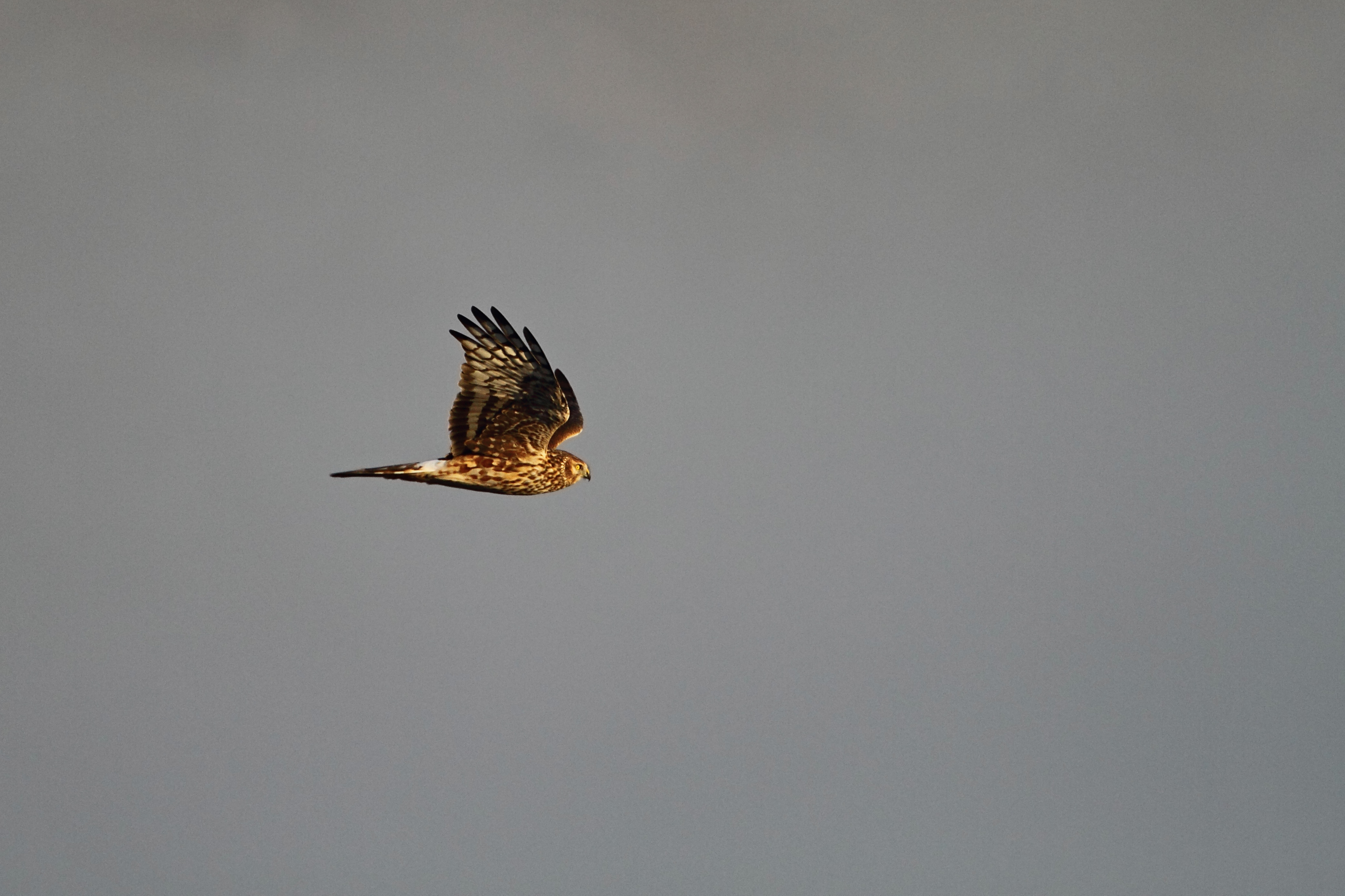 Hen harrier <em>(Circus cyaneus)</em>
