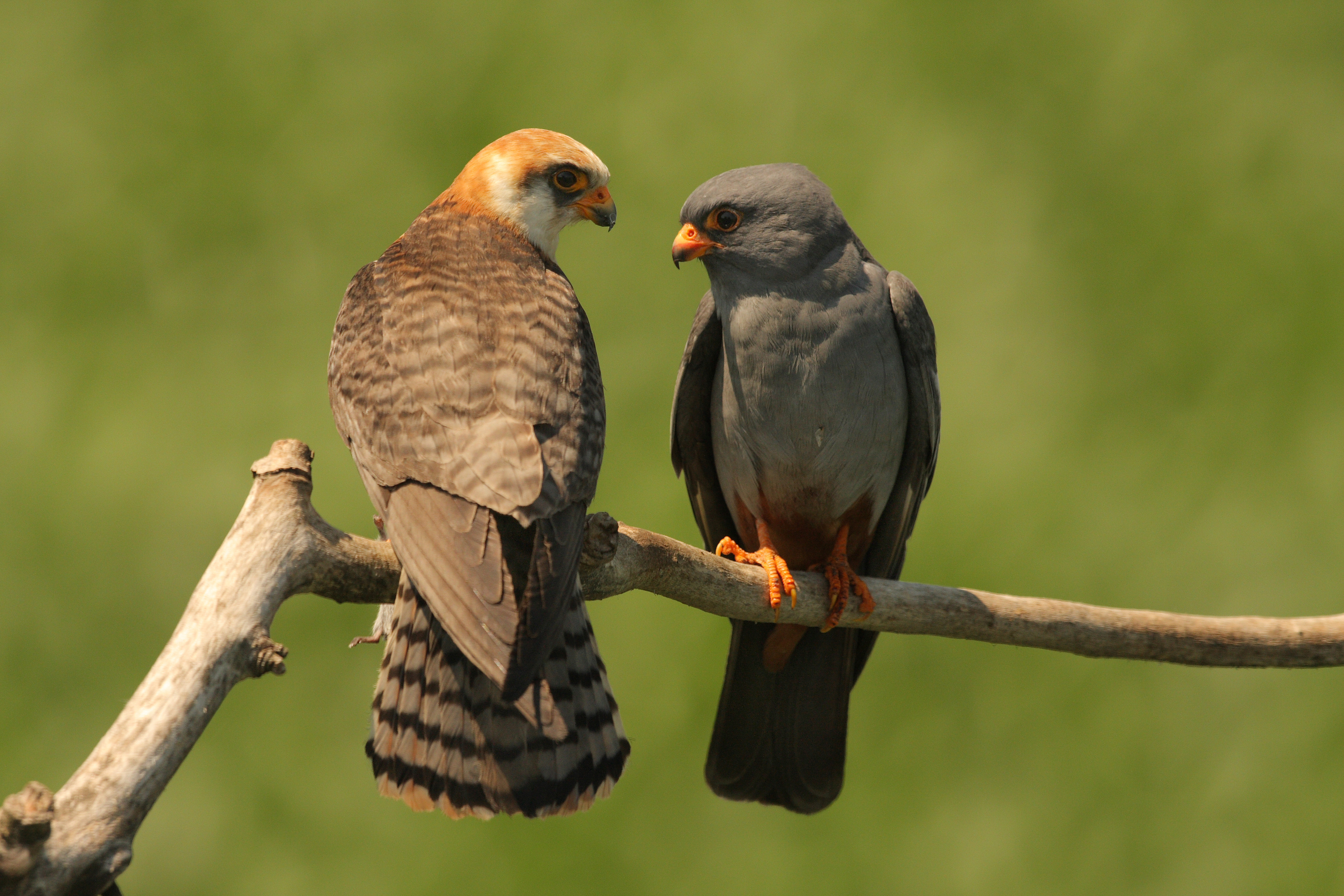 Red-footed Falcon <em>(Falco vespertinus)</em>