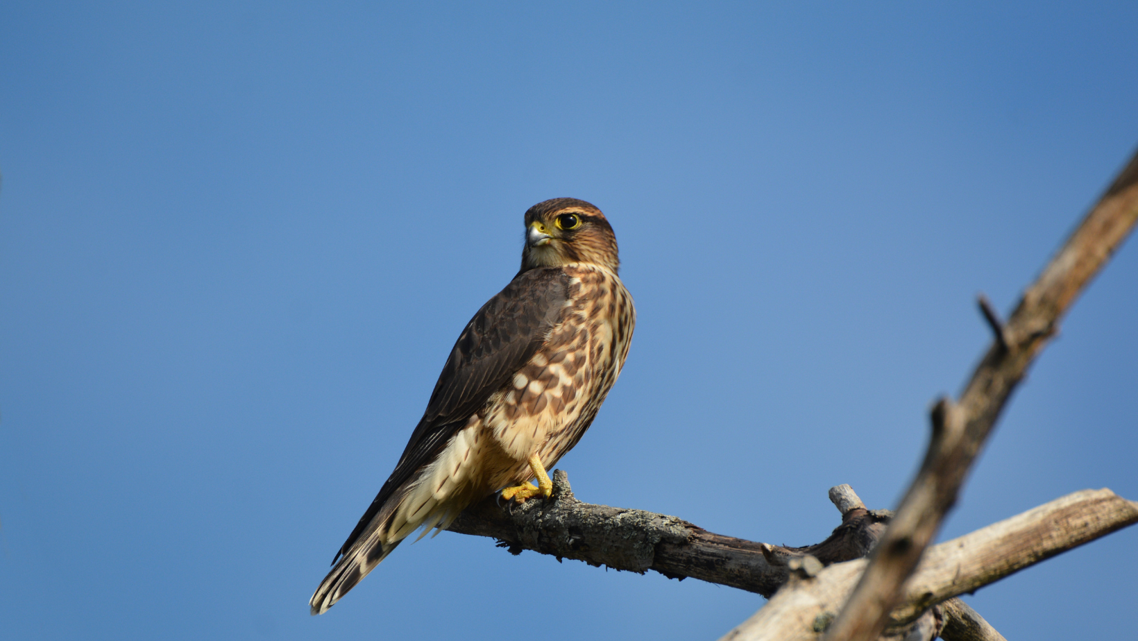 Merlin <em>(Falco columbarius)</em>