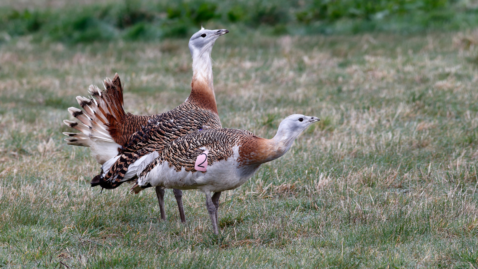 Great Bustard <em>(Otis tarda)</em>