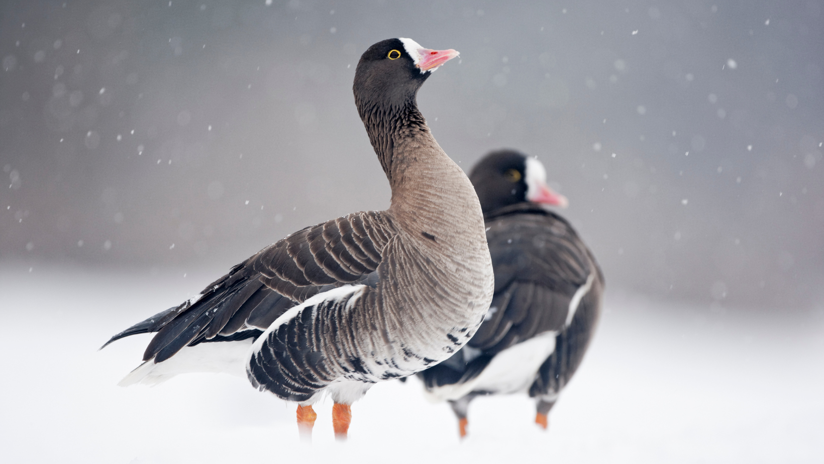 Lesser White-fronted Goose <em>(Anser erythropus)</em>