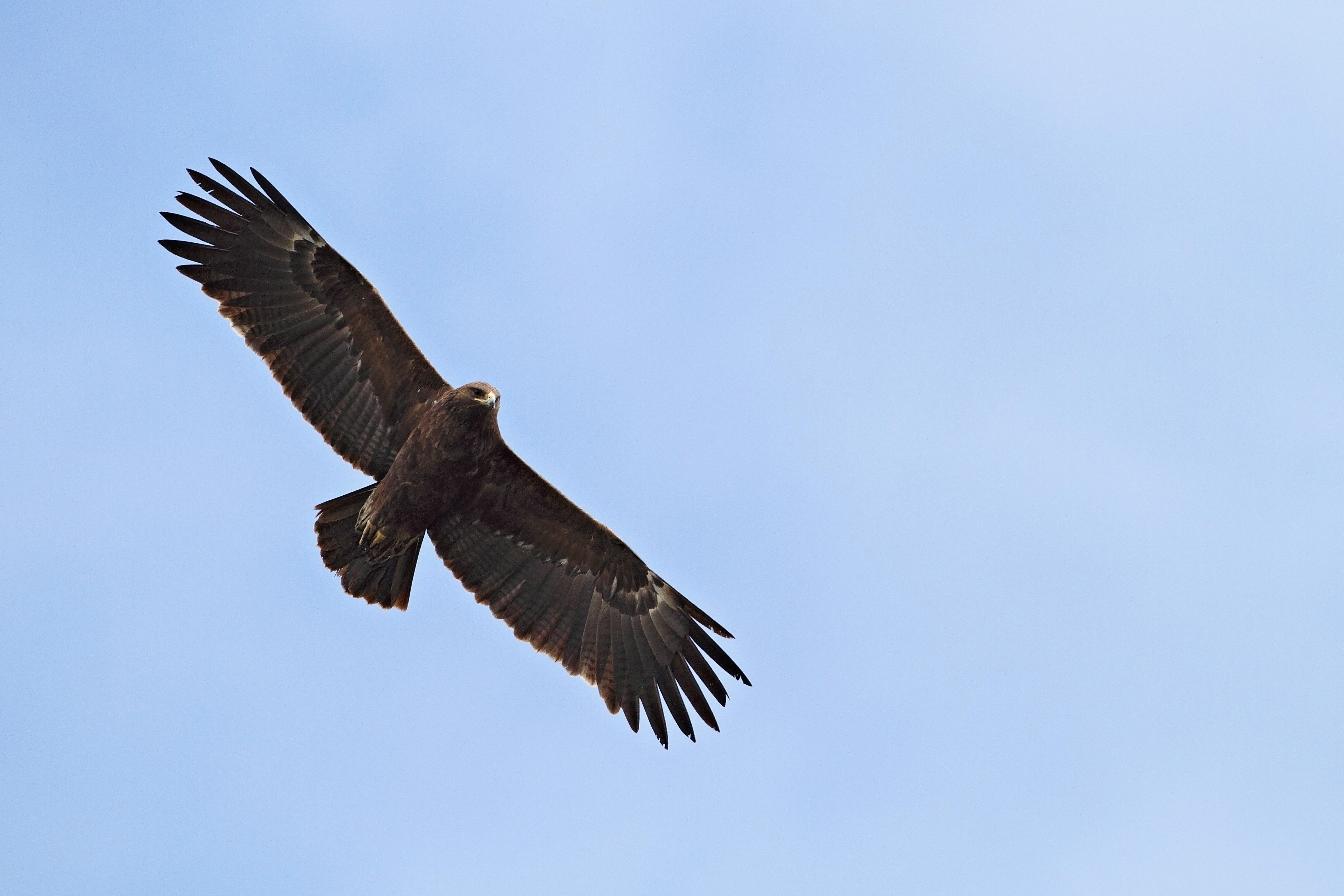 Greater Spotted Eagle <em>(Clanga clanga)</em>