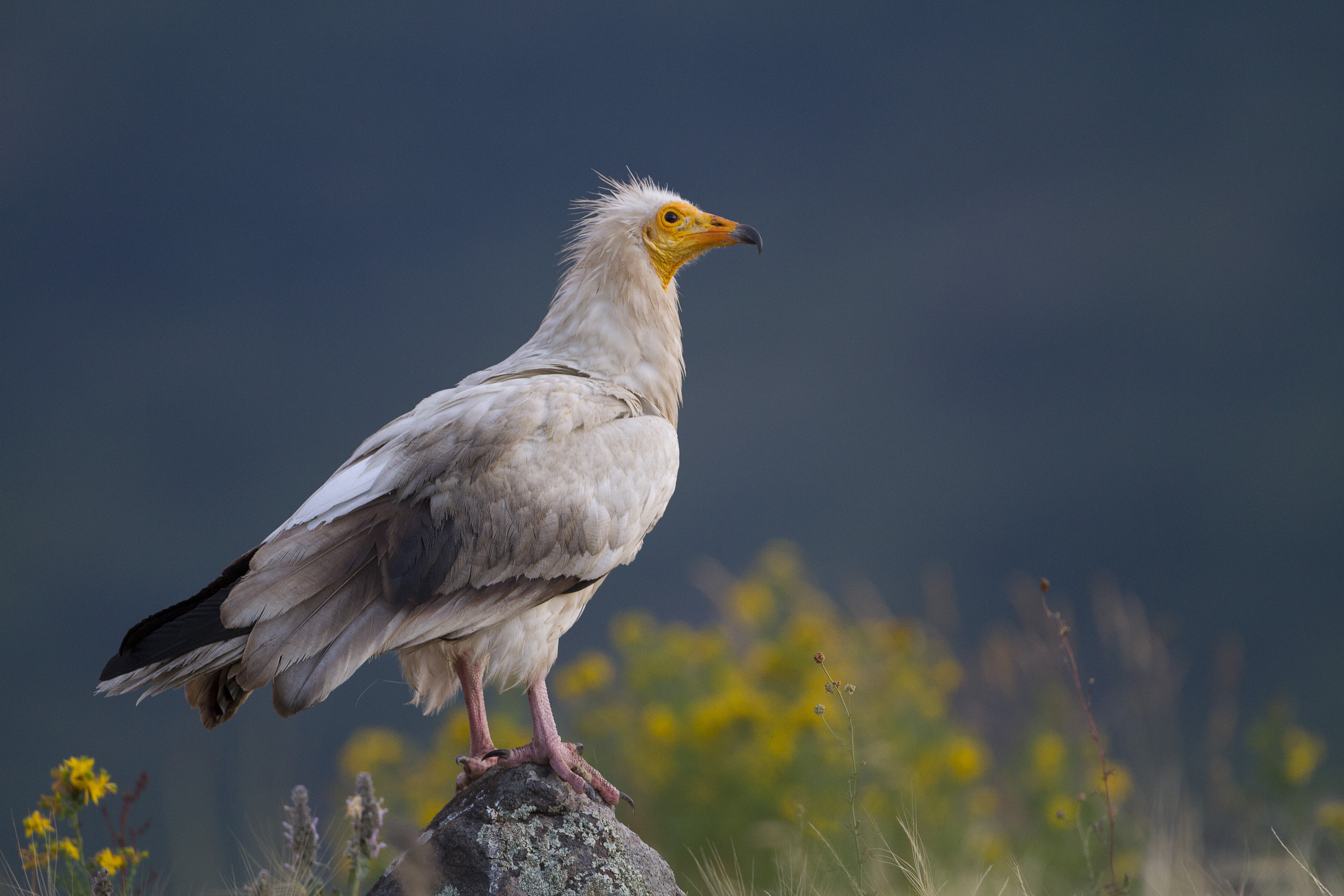 Egyptian Vulture <em>(Neophron percnopterus)</em>