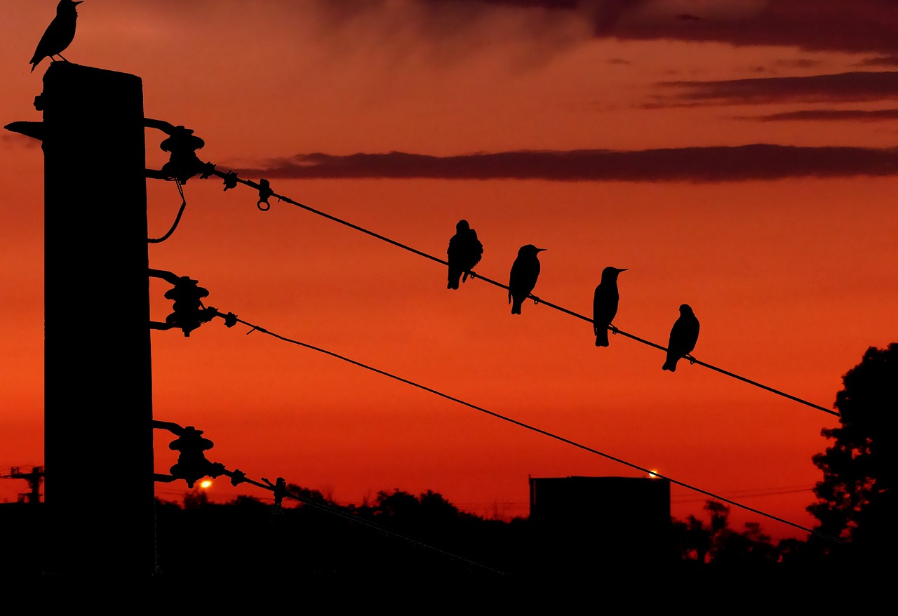 Power line retrofitting and bird protection