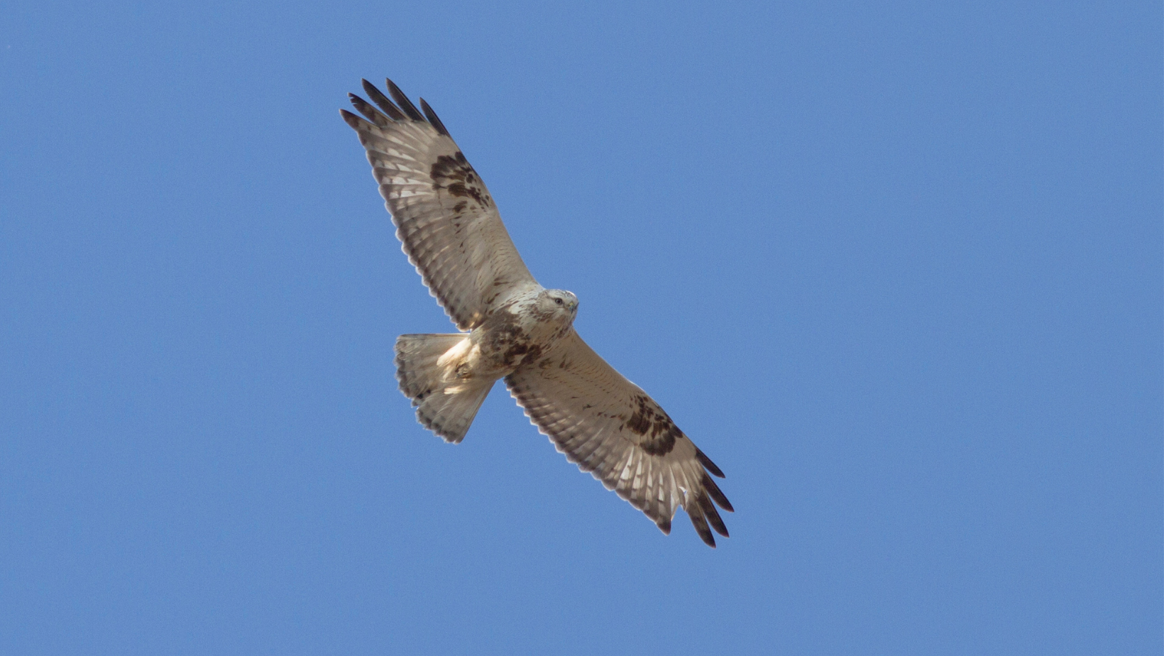 Rough-legged Buzzard <em>(Buteo lagopus)</em>