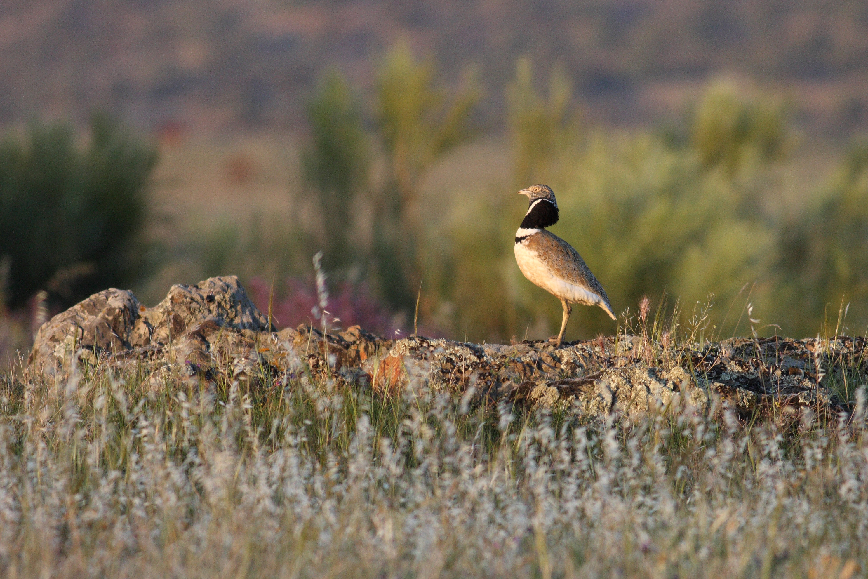 Little Bustard <em>(Tetrax tetrax)</em>