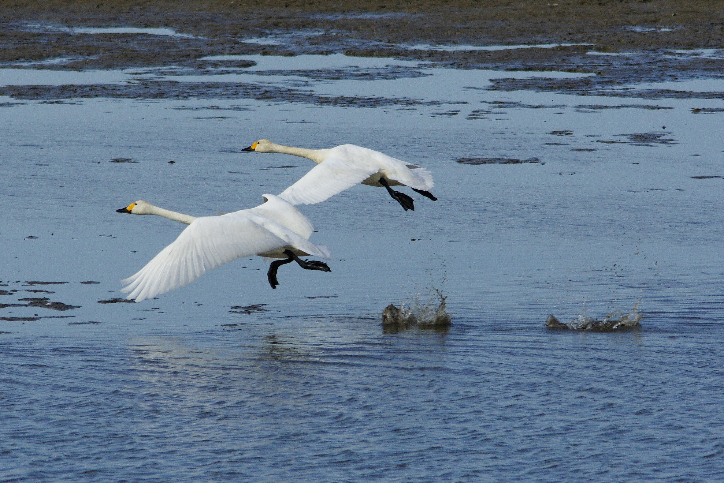 Tundra Swan / Bewick`s Swan <em>(Cygnus columbianus)</em>