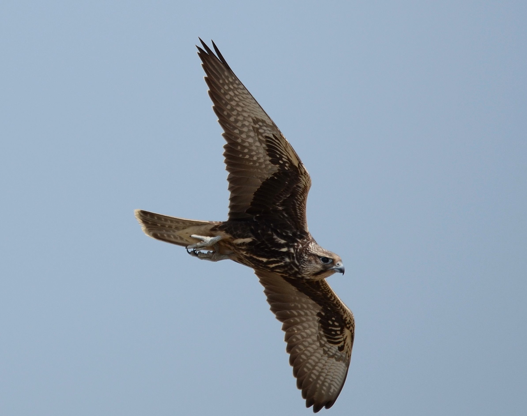 Saker Falcon <em>(Falco cherrug)</em>