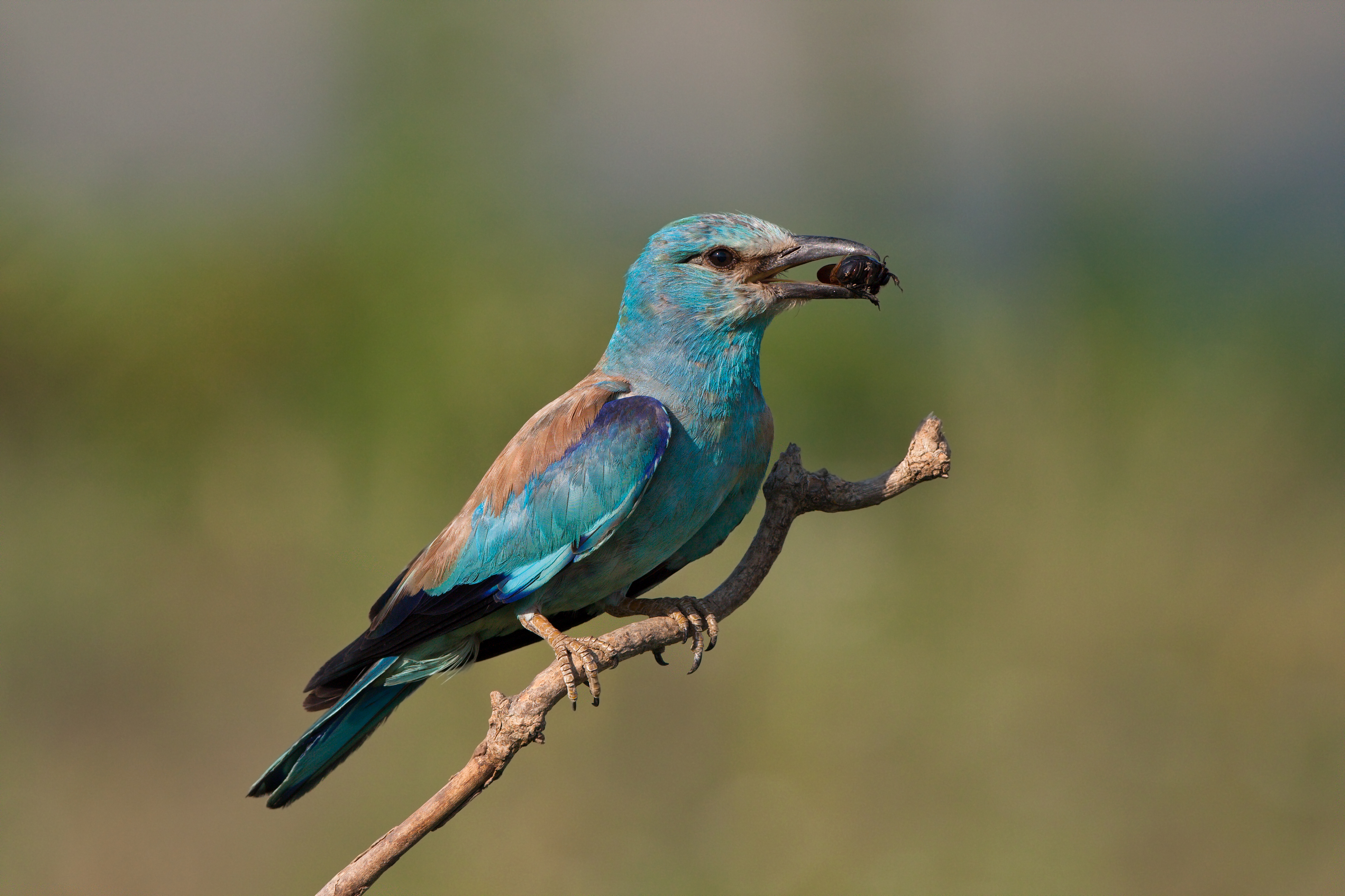 European Roller <em>(Coracias garrulus)</em>
