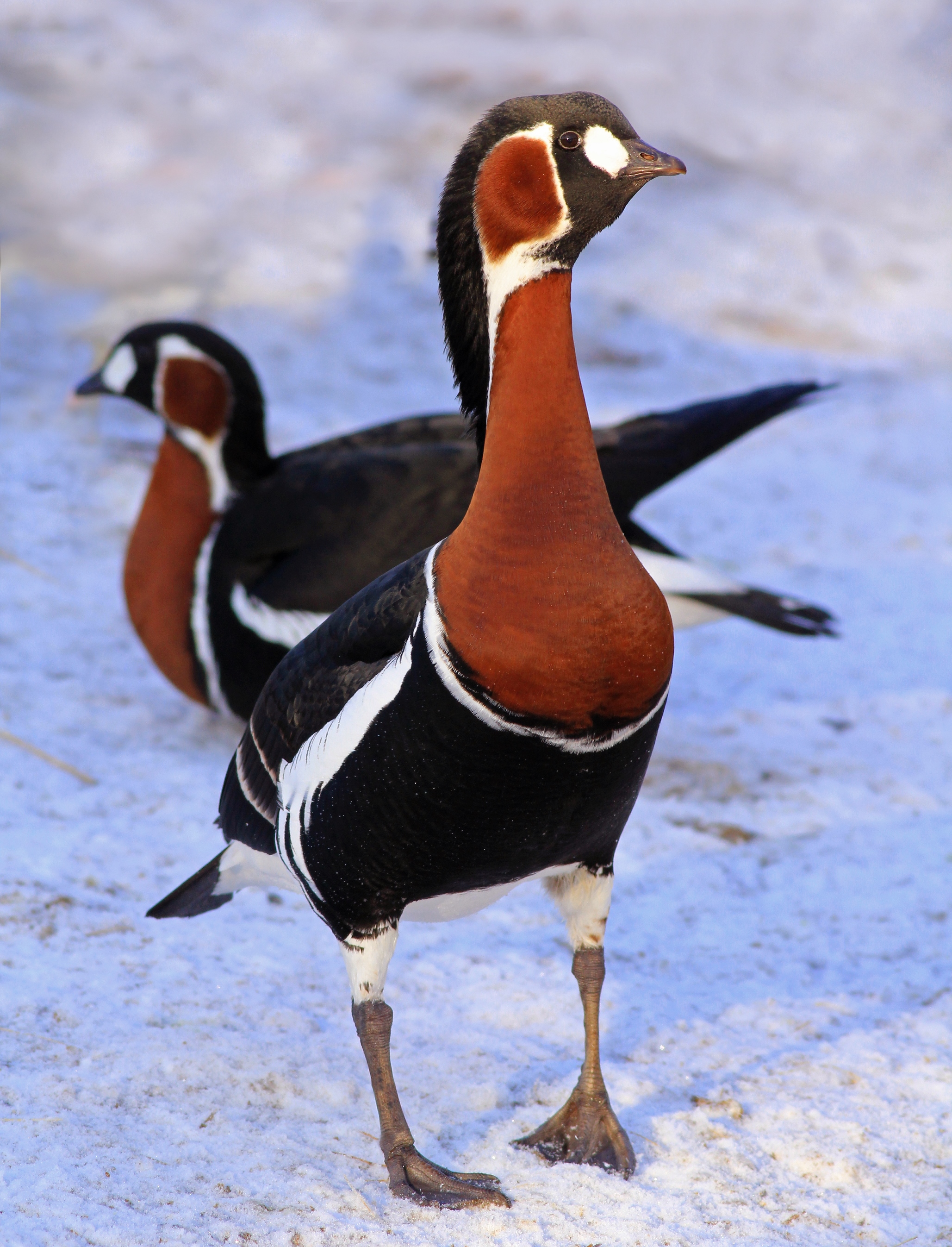 Red-breasted Goose <em>(Branta ruficollis)</em>