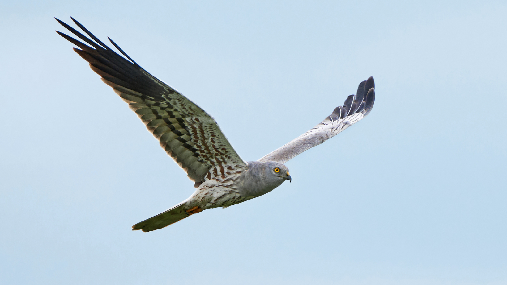 Montagu`s Harrier <em>(Circus pygargus)</em>