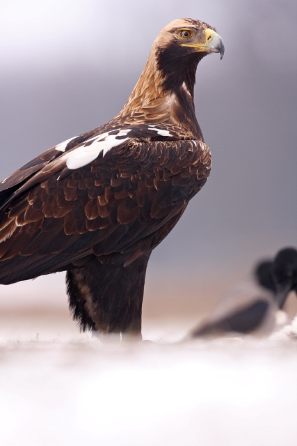 Eastern Imperial Eagle <em>(Aquila heliaca)</em>